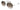 Gucci 1413S Silver & Brown 002 Size 61, Sunglasses - Dayal Opticals 