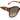 JIMMY CHOO JC NOEMI